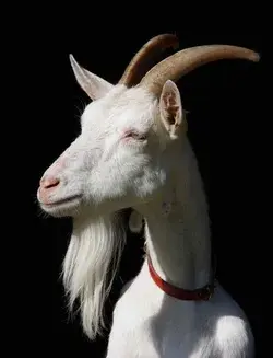 Unleash Your Inner Animal Lover with This Amazing Goat Video -Watch Now - Cute Animals Wallpaper Pet