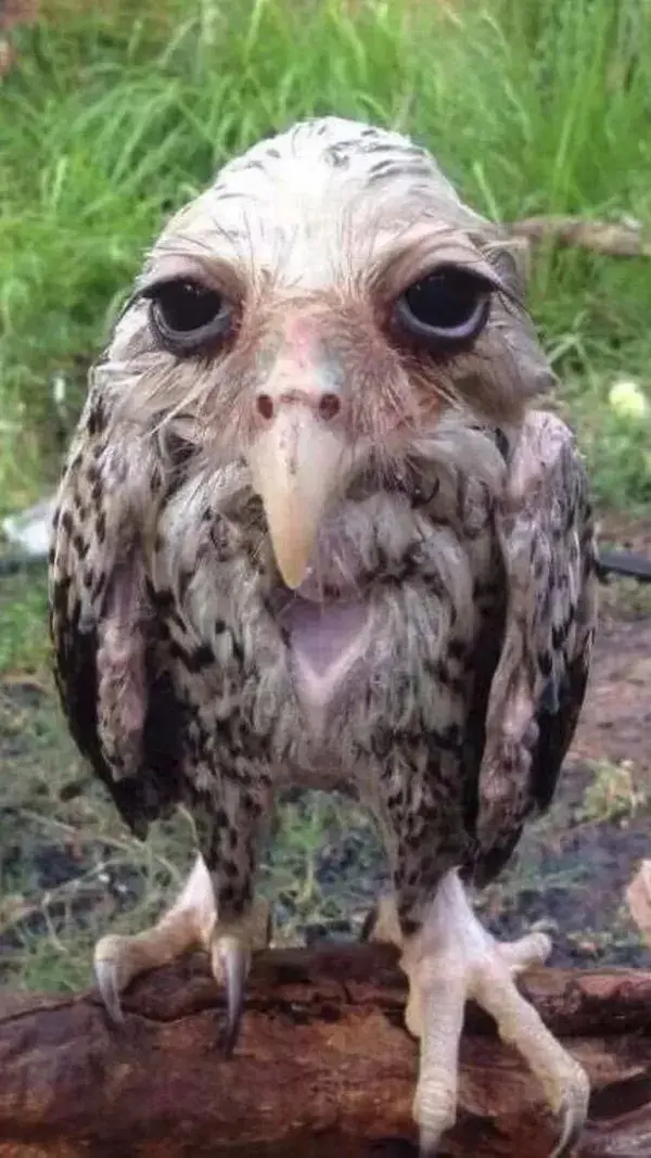 Wet owl