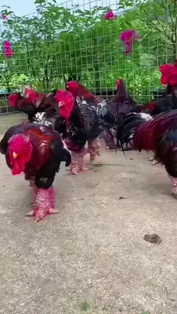 Dong Tao chicken, also called Dragon Chicken, is a rare Vietnamese chicken breed with enlarged Feet