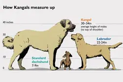 Giant Anatolian Shepherd Dog