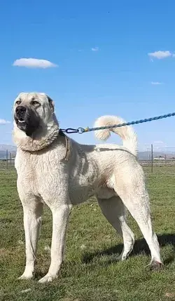 Giant & Powerful Turkish Kangal Shepherd Dog | Large Dog Breeds | Big Dogs Breeds | very cute dogs