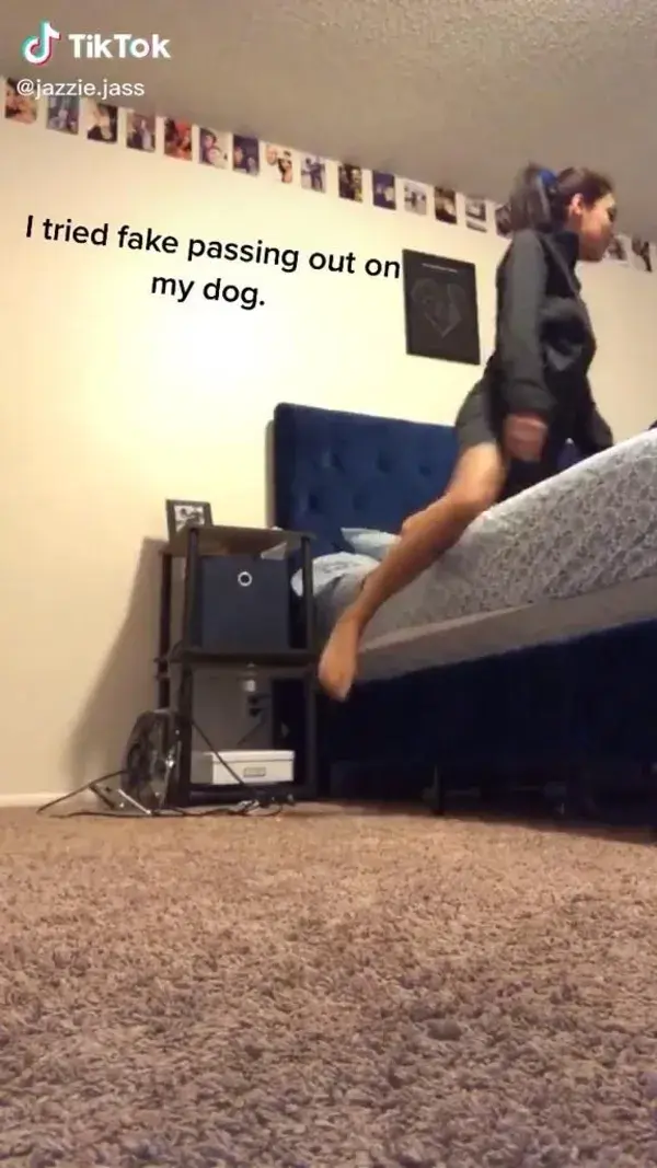 When the dog jumped I- 💀😂😂😂 @jazzie.jass on tiktok ⬆️