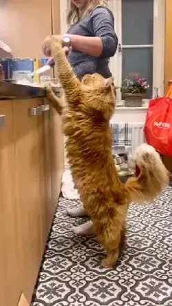 brown mainecoon in the kitchen