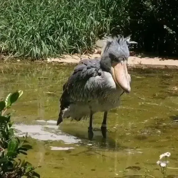 Kung fu skills you wish you had! 🔥⁠