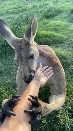 impressive kangaroo! 🥰😍