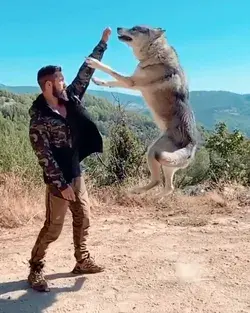 Nice Jump 😍🐺💝