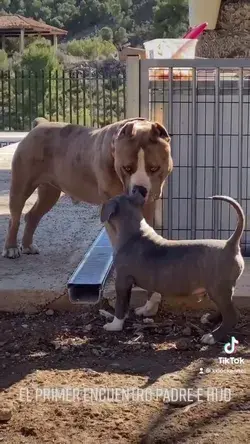 Father & son first meeting XXL AMERICAN BULLY