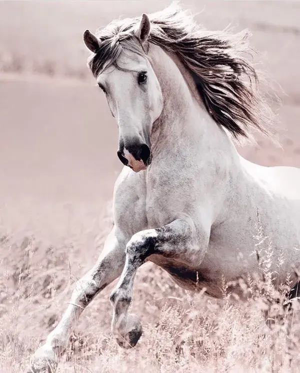 Adorable Miniature Horses