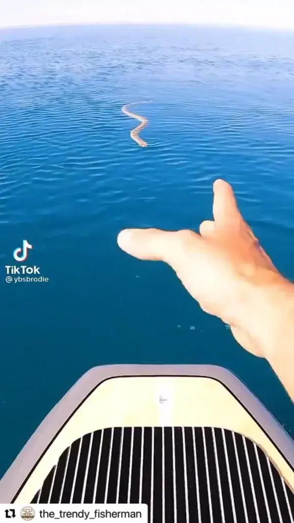 Look at this 🤯🤯🤯 #snake #fishing