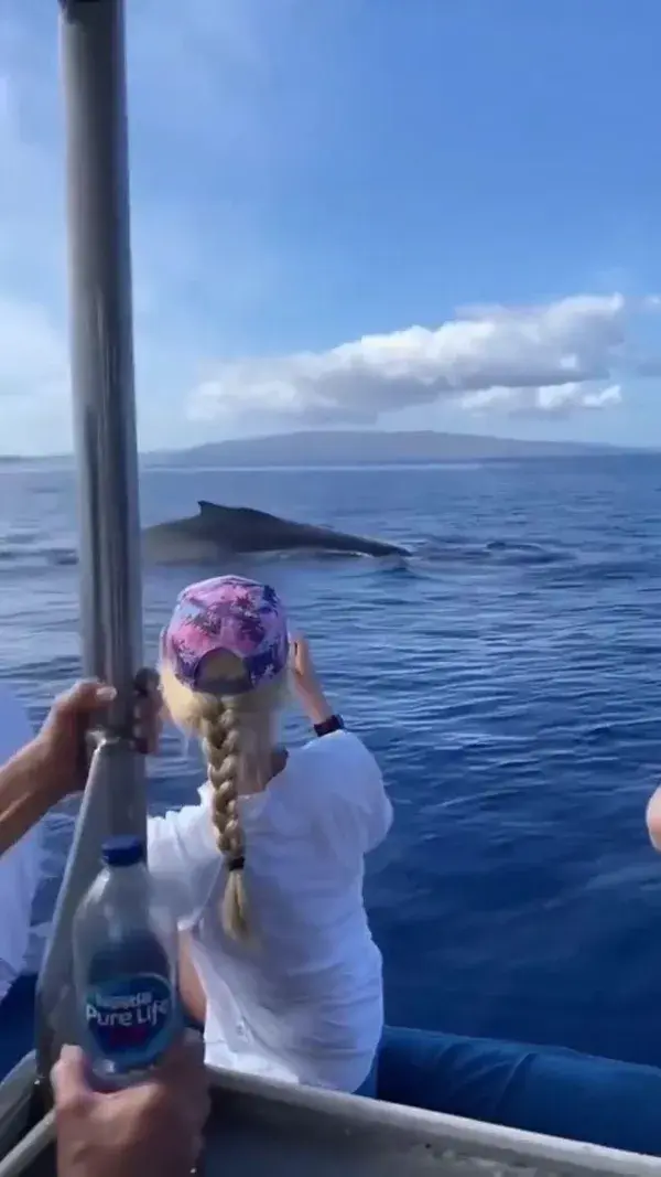 Sound on for the whale, how amazing is this whale tour is