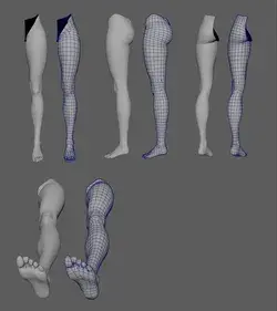 leg anatomy