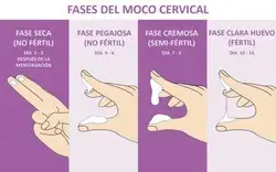Fases del Moco Cervical