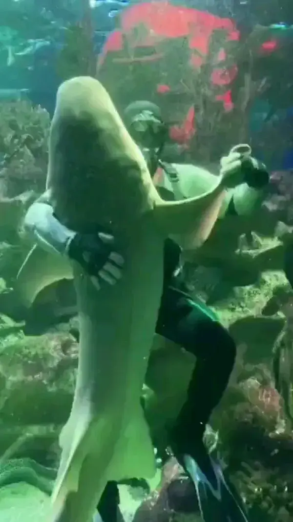 Romance on a Sunday afternoon... 💞🦈💞🤠💞 .  🦈 Белый танец... 🤠