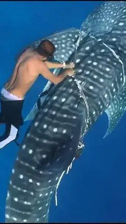 Rescued whale shark