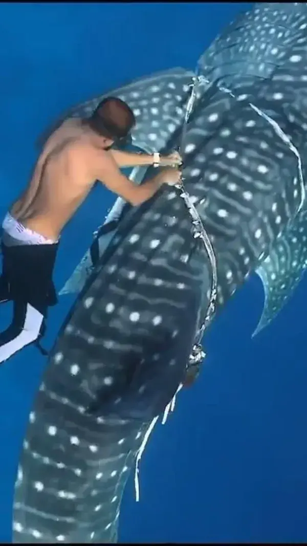 Rescued whale shark