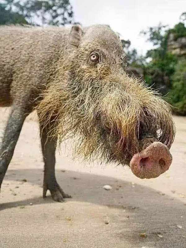 The Bornean Pig also known as “ Bearded Pig “