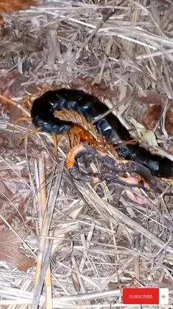 CENTIPEDE EATING A SNAKE?!!  Scolopendra Heros Castaneiceps...   Can't believe I got to see!!