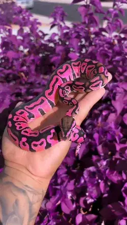 Purple snake