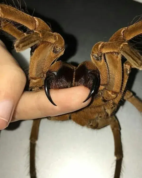 Aranha