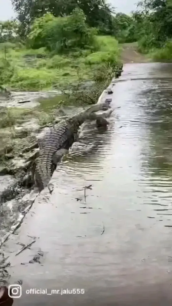 Killer Gator on the loose!