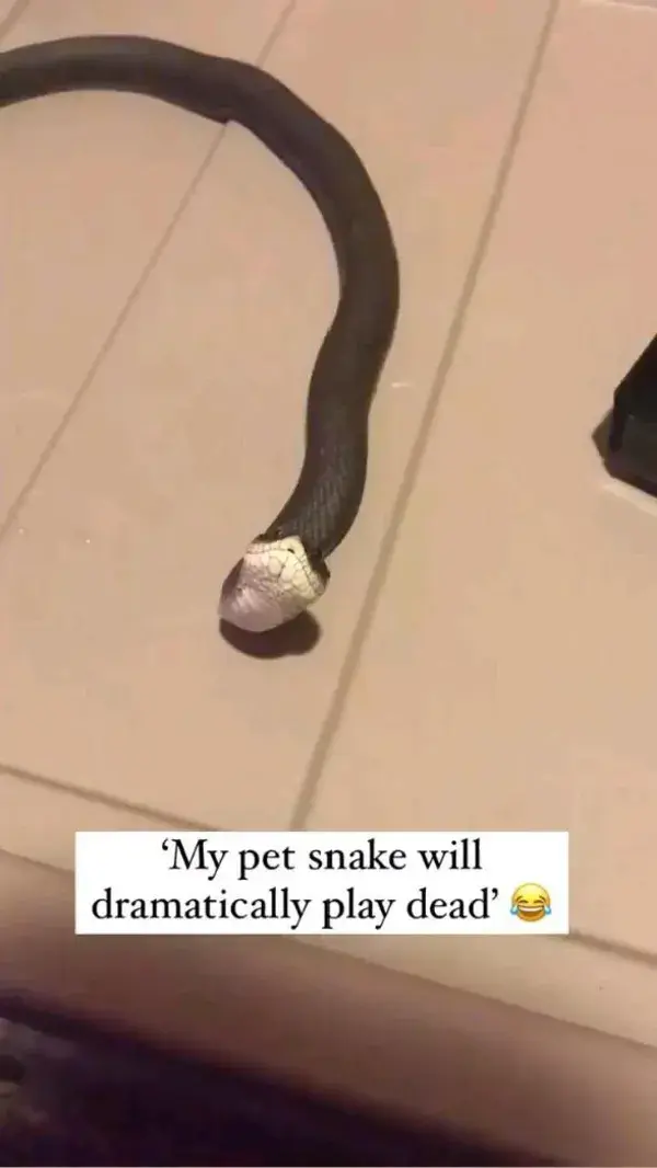 This pet sneak try to pretend him dead😹😹