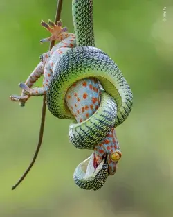 The gripping end by Wei Fu, Thailand