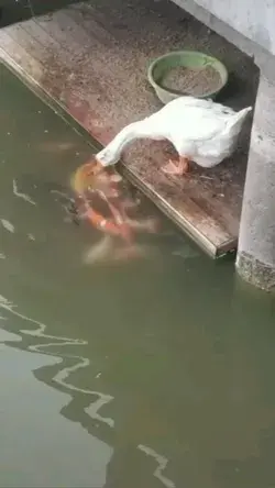 Duck Feeding Food looks like Mommy 👏👏 #duck#nature#fishes#underwater