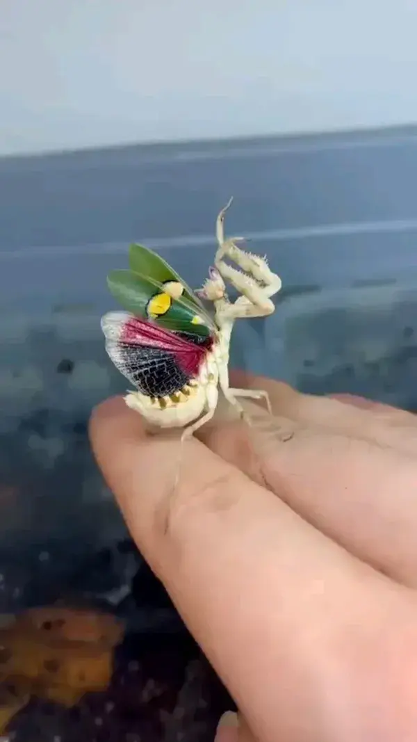 Indian flower mantis🦗  Discovery