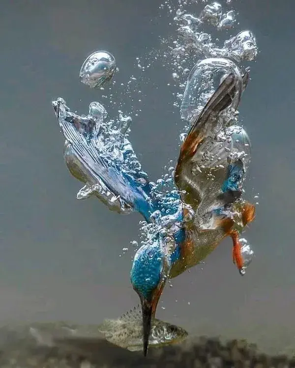 Kingfisher