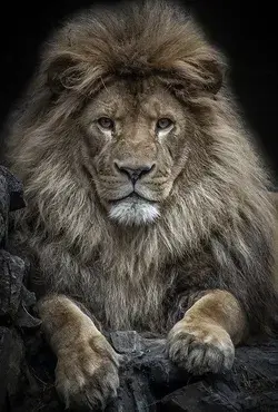 Free background 4k, hd wallpaper lion, predator, animal, stone, big cat, background hd pc & mobile