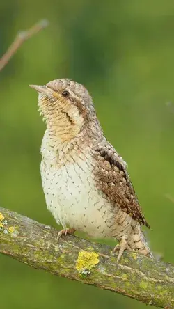 Eurasian Wryneck Call | Birds Chirping