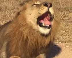 African Lion's roar