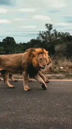 🦁👑