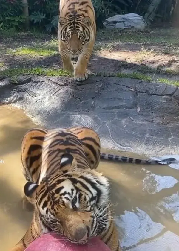 Two Brothers  ☀️Javi and Khan