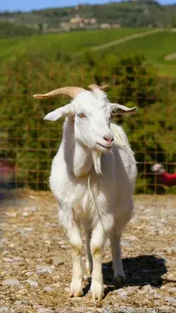 The Really Goat