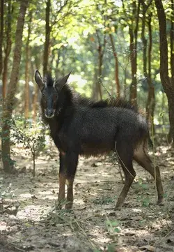  Chinese Serow -- Capricornis milneedwardsii 