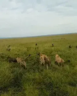 Lioness power, at Mara Olapa Camp, Kenya. The meaning of friendship