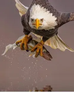 Eagle Mountains: Stunning Views of These Birds Soaring Above the Peaks -Bird Wallpaper & Photography