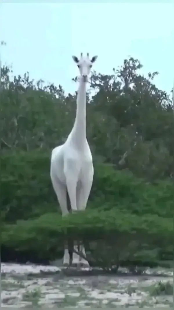 RARE WHITE GIRAFFE