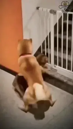 funny video dog with cat   #funny #funnyvideos #reels