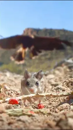 A rat chased by an eagle and struggling to escape