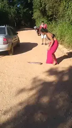 Woman Expertly Removes Snake from Road