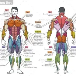 Muscle Anatomy §³hart