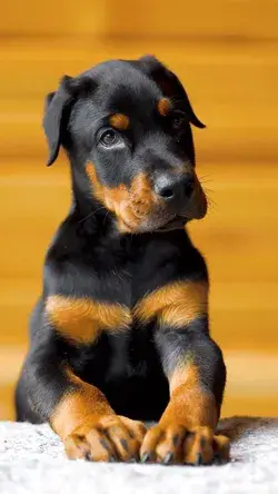 Beauty Doberman Puppy