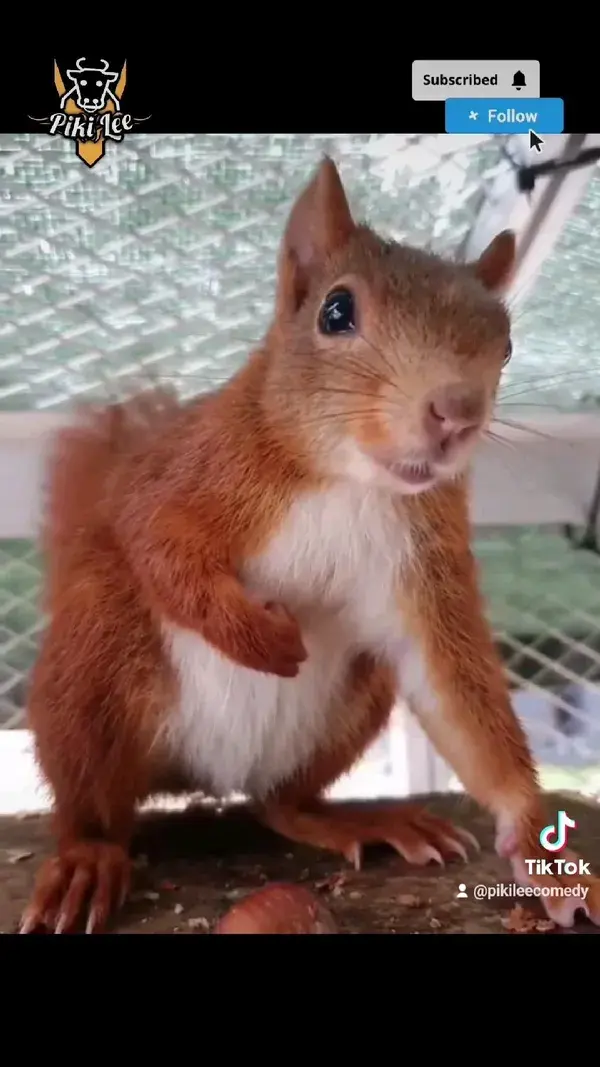 Squirrel bit the man! 😄 part 130. #funny #fail #funnyanimals #funnyvideo #dog #awesome #funnyfails