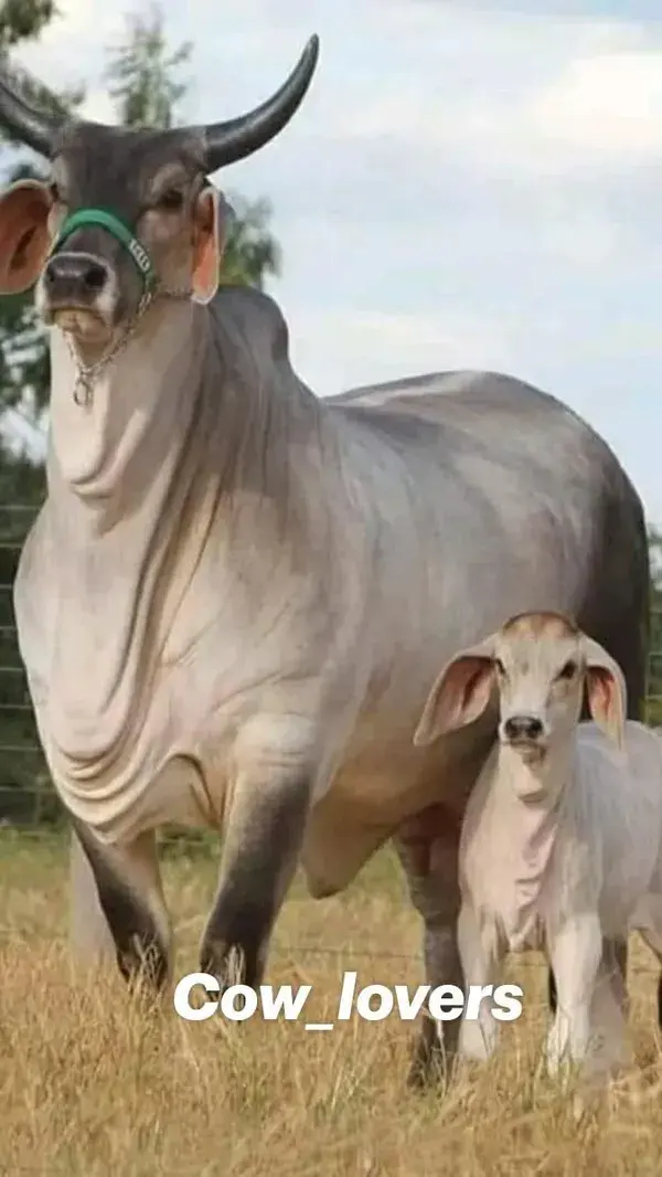 Cow_lovers