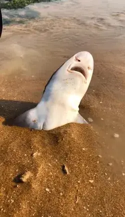 Poor little shark