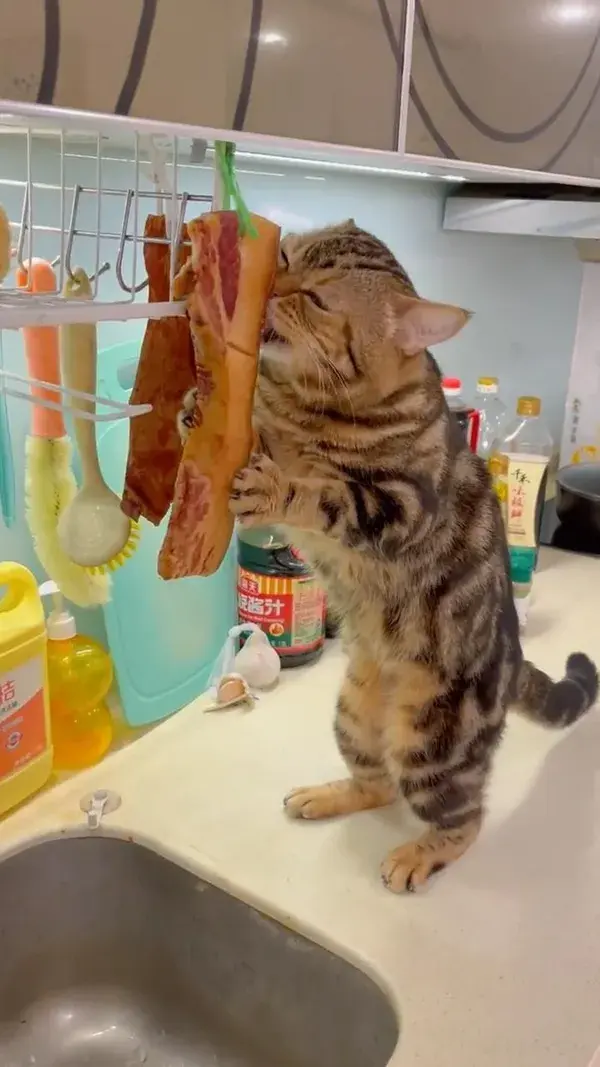 Cat is stealing kitchen meat