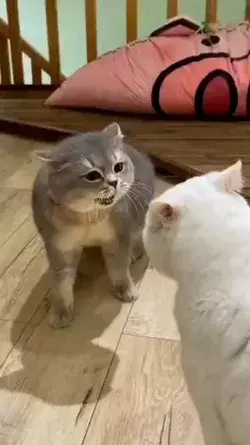 funny video 😂😹 collected from Animalspower #cats #catsofinstagram #cat #of #catstagram #instagram