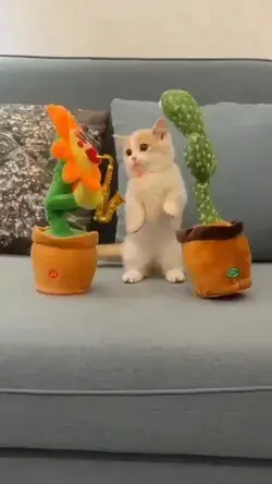 Cat dancing